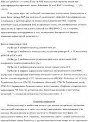 Способ получения аминокислот с использованием бактерии, принадлежащей к роду escherichia (патент 2396336)