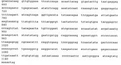 Мутантный термолабильный энтеротоксин e.coli (патент 2441879)