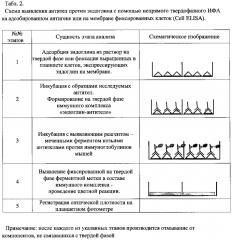 Штамм гибридных культивируемых клеток животных mus musculus l. - en-4c9 - продуцент моноклональных антител против эндоглина (cd105) человека (патент 2607029)