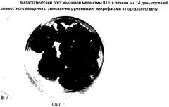 Экспериментальный способ лечения злокачественных опухолей печени внутрипортальным введением зимозана, инкорпорированного в фагоцитирующие клетки (патент 2485496)