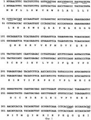 Ген vegfopt фактора роста эндотелия сосудов человека (патент 2385937)