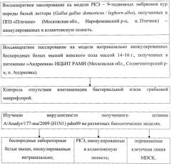 Штамм вируса гриппа a/iiv-anadyr/177-ma/2009 (h1n1) pdm09, адаптированный к тканям легких лабораторных мышей (патент 2487936)