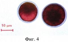 Штамм микроводоросли haematococcus pluvialis - продуцент натурального астаксантина (патент 2573944)