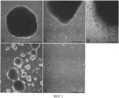 Способ получения прогениторных клеток миокарда (патент 2542964)
