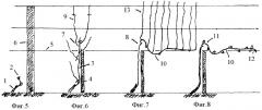 Способ ведения виноградного куста (патент 2361389)
