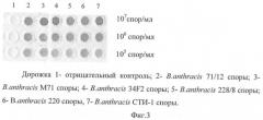 Штамм гибридных культивируемых клеток животных mus musculus 1e6 - продуцент моноклональных антител, специфичных к спорам bacillus anthracis (патент 2439148)