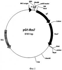 Рекомбинантная плазмидная днк pg1-rm7, обеспечивающая синтез гибридного белка g1-rm7, и гибридный белок, связывающий фактор некроза опухолей и обладающий биолюминесцентной активностью (патент 2513686)
