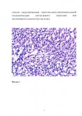 Способ моделирования эпителиально-мезенхимальной трансформации опухолевого эпителия при экспериментальном раке желудка (патент 2626717)
