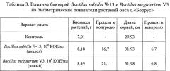 Штамм бактерий bacillus megaterium v3 в качестве средства для ускорения роста и увеличения продуктивности винограда, зерновых, овощных и древесных культур (патент 2649359)