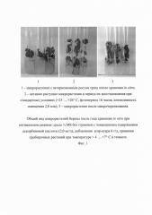 Способ длительного хранения in vitro микрорастений березы (патент 2634409)