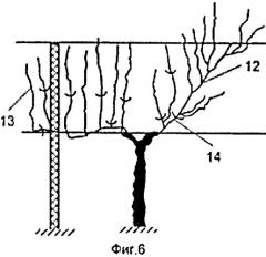 Способ ведения виноградного куста (патент 2563664)