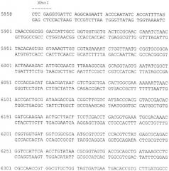 Плазмида pnan5, определяющая синтез l-аспарагиназы еса2, штамм bacillus cereus 1576-pnan5 - промышленный штамм-продуцент рекомбинантной l-аспарагиназы еса2 и способ ее получения (патент 2313575)