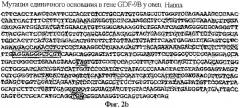 Нуклеотидные последовательности, участвующие в увеличении или уменьшении скорости овуляции у млекопитающих (патент 2283866)