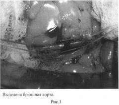 Способ оценки функционального состояния эндотелия экспериментальных животных после реконструктивных операций на брюшной аорте (патент 2503961)