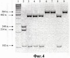 Штамм "вниизж 2003" вируса оспы коз variola virus caprinum для изготовления биопрепаратов для диагностики и специфической профилактики оспы коз (патент 2389791)