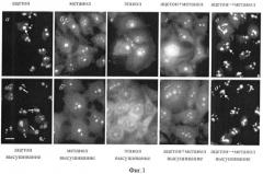Способ фиксации клеток человека hela и hep-2 для иммуноцитохимического выявления ядерных аутоантигенов (патент 2362583)