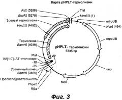 Продуцирование термолизина и его вариантов и его использование в жидких детергентах (патент 2536255)