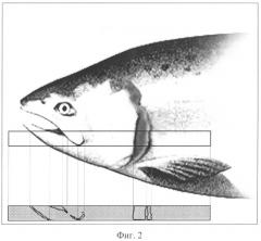 Устройство для обезглавливания рыбы (патент 2320177)