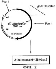 Способ получения l-треонина (патент 2288265)