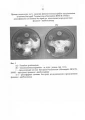 Штамм бактерий pseudomonas chlororaphis для защиты растений от фитопатогенных грибов и бактерий и стимуляции роста растений (патент 2588473)