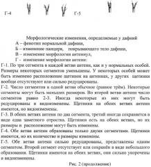 Способ оценки генотоксичности водных сред (патент 2491546)