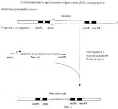 Способ получения l-аминокислоты, штамм escherichia coli tdh7 mlc::cat/pprt614-продуцент l-треонина (патент 2245919)