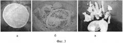 Штамм бактерии komagataeibacter xylinus - продуцент бактериальной целлюлозы (патент 2568605)