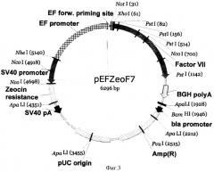 Рекомбинантная плазмидная днк, кодирующая последовательность белка фактора vii человека, линия клеток внк/f7, трансформированная плазмидной днк (патент 2337965)
