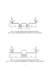 Способ выращивания родиолы розовой (патент 2597244)