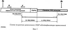 Рекомбинантная полинуклеотидная последовательность, характеризующая уникальный трансформационный акт между генетической конструкцией, включающей ген cryiiia, и геномной днк картофеля сорта луговской, ее применение и содержащие эту последовательность клетка, трансгенное растение и его потомство (патент 2337529)