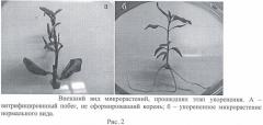 Способ клонального микроразмножения сирени in vitro (патент 2457669)