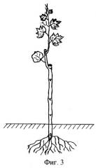Способ выращивания привитых саженцев винограда (патент 2265317)