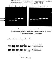 Способ количественного определения копий днк и рнк мишеней методом полимеразной цепной реакции (патент 2268945)