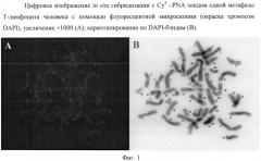 Способ определения маркера развития ревматоидного артрита на основе выявления укорочения относительной длины теломер на отдельных хромосомах в т-лимфоцитах периферической крови (патент 2522961)