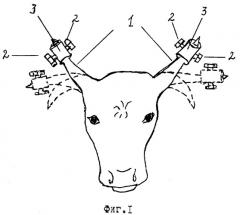 Способ направленного роста рогов (патент 2265325)