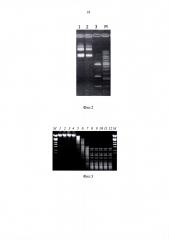 Рекомбинантный штамм бактерий escherichia coli n16 (pm.alubi) - продуцент днк-метилтрансферазы m.alubi (патент 2603086)