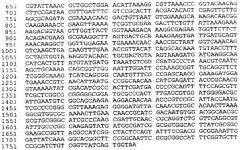 Антигены neisseria meningitidis (патент 2343159)