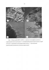 Штамм гриба из класса sordariomycetes - продуцент антибиотика эремоксиларина а. (патент 2614126)