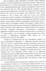 Способ конструирования оперонов, содержащих трансляционно сопряженные гены (патент 2411292)