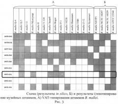 Олигонуклеотидные праймеры для генотипирования b. mallei методом полимеразной цепной реакции (патент 2474618)