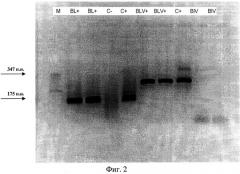 Способ обнаружения провируса лейкоза крупного рогатого скота (патент 2558252)