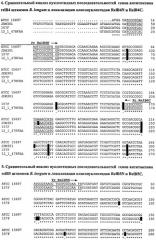 Способ видовой и штаммовой идентификации бифидобактерий филотипа bifidobacterium longum (патент 2527069)