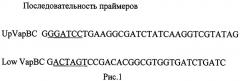Рекомбинантная плазмидная днк pmind-vapb, содержащая нуклеотидную последовательность, кодирующую ген vapb msmeg_1283 (патент 2524148)
