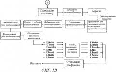 Способ очистки, выделения и споруляции цист и ооцист (патент 2260045)