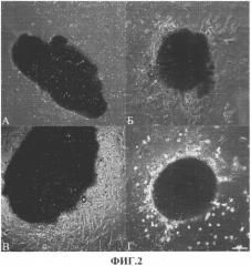Способ получения резидентных стволовых клеток сердца млекопитающего из образцов миокарда (патент 2505602)