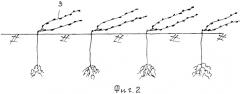 Способ создания виноградных насаждений в укрывной зоне виноградарства (патент 2459407)