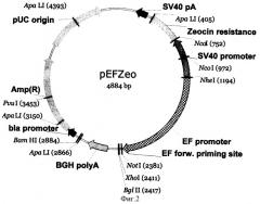 Рекомбинантная плазмидная днк, кодирующая последовательность белка фактора vii человека, линия клеток внк/f7, трансформированная плазмидной днк (патент 2337965)