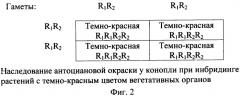 Способ отбора растений конопли по содержанию в них каннабиноидных соединений (патент 2324334)