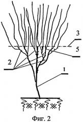 Способ формирования кроны плодовых деревьев и ягодных культур (патент 2486746)