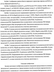 Способ получения l-треонина с использованием бактерии, принадлежащей к роду escherichia (патент 2338783)